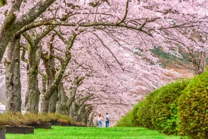 National Cherry Blossom Festival with Global Express Limo's premier vehicle services.