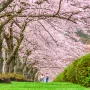 National Cherry Blossom Festival 90x90