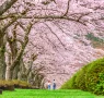 National Cherry Blossom Festival 95x90